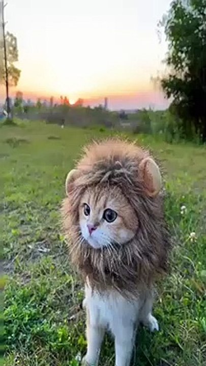 cat Cutest thing you'll see today