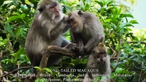 MONKEYS & APES 8K Ultra HD – Names, Locations And Real Sounds