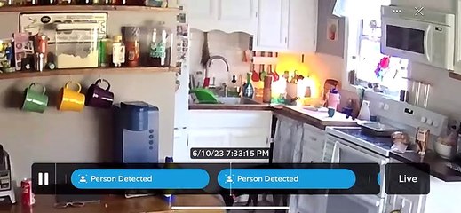 Dog Sneaks Dinner Off Kitchen Counter