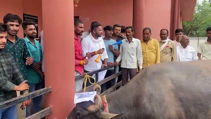 आखिर एनएसयूआइ के राष्ट्रीय सचिव ने क्यों बजाई भैंस के आगे बीन