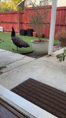 Peacock Mom Brings Her Newborn Chick by For a Visit