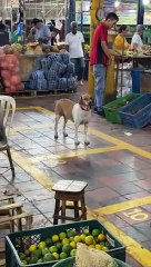 Pooch Stares at Look-alike on Sign