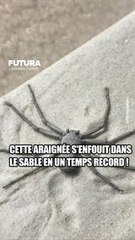 Cette araignée s'enfouit dans le sable en un temps record ! #science