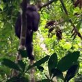 Regardez comment défendre la mère singe sur son fils ...! (Guépard contre les singes)