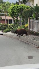 Mama Bear Helps Her Cubs Climb Fence