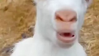 Cute Goats kambing lucu