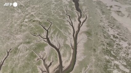 Malattie da zanzare, Italia prima per casi di virus del Nilo