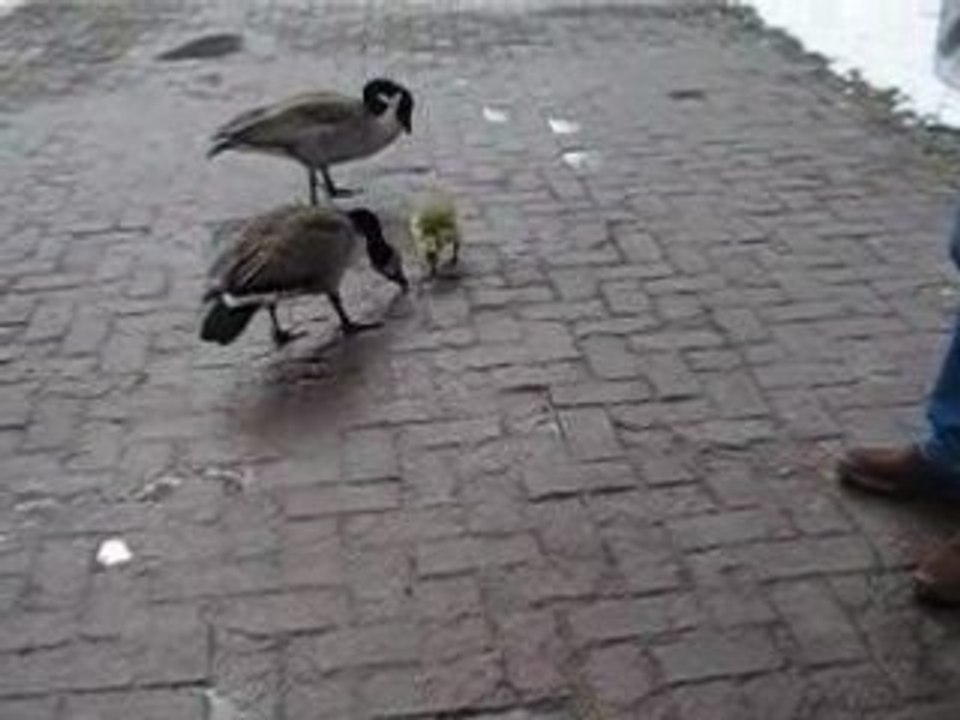 OIES BERNACHES ET OISON  AVEC NEIGE ** 25 MARS 2008