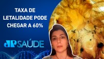 Agência FAPESP: Proteína no carrapato pode ser alvo para vacina contra febre maculosa | JP SAÚDE