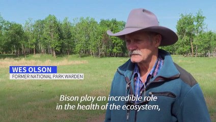 Reintroduced bison thriving once again in pocket of Western Canada