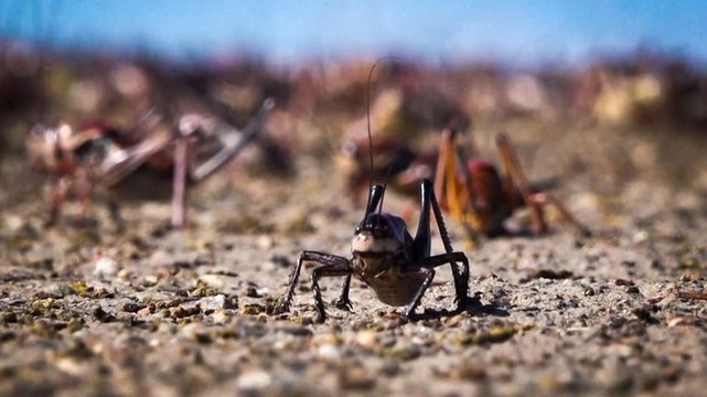 Mormon crickets invade Nevada