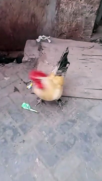 Beautiful cock