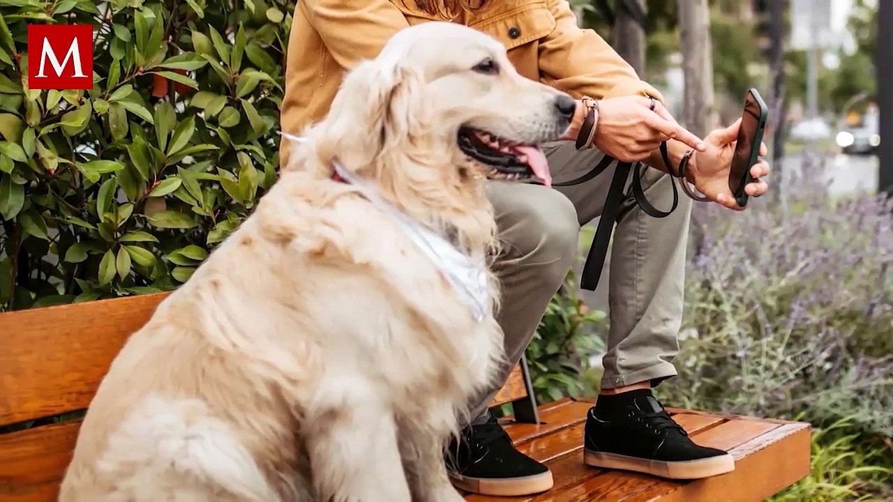 Conmovedor video muestra a un perrito esperar a su dueña en la parada del autobús