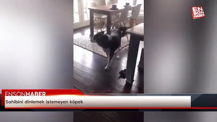 Sahibini dinlemek istemeyen köpek