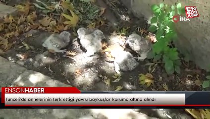 Tunceli’de annelerinin terk ettiği yavru baykuşlar koruma altına alındı