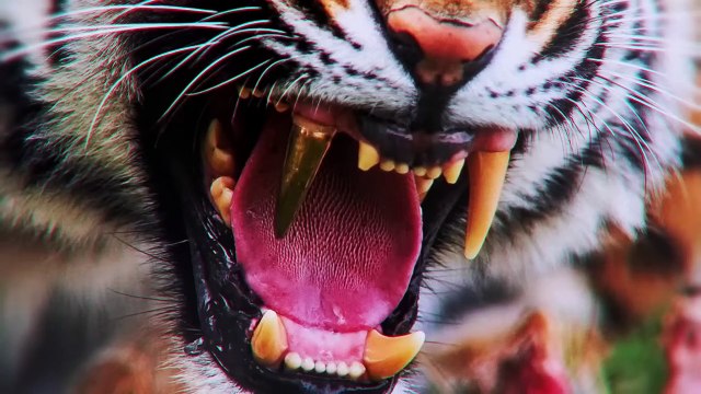 If You See a Tiger Without Teeth You Are Dead