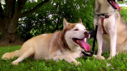 If You See a Cat Like This, Take Your Cat Away Immediately