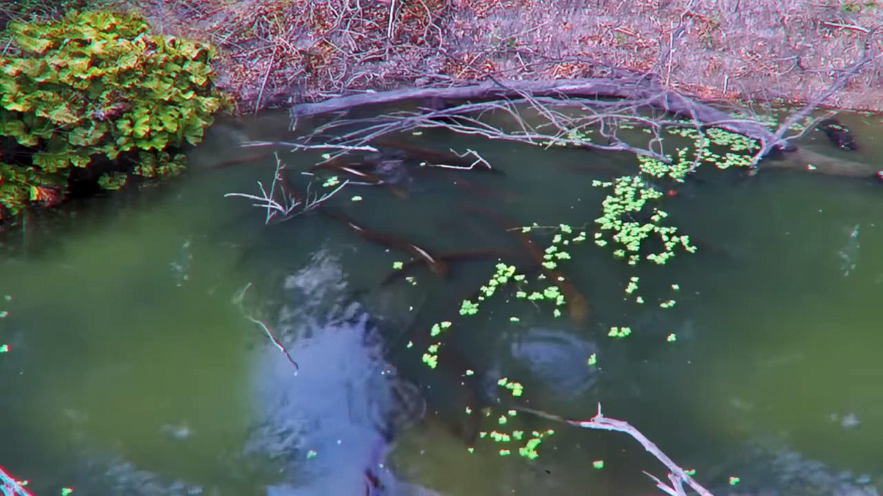 If It Were Not Filmed, No One Would Believe