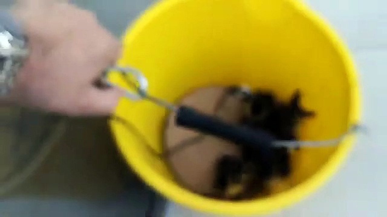 Opération sauvetage de canetons colverts