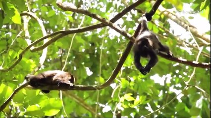 Cidade perdida maia é encontrada no México