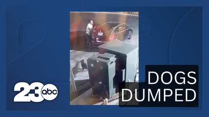 Dogs dumped on Olive Drive, KCSO currently investigating