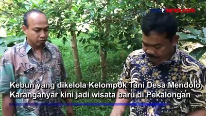 Serunya Wisata Sedot Madu Klanceng di Tengah Kebun Pekalongan