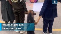 Perrito enternece al participar en simulacro escolar por sismo y se viraliza