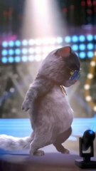 Funny cat dance moves 