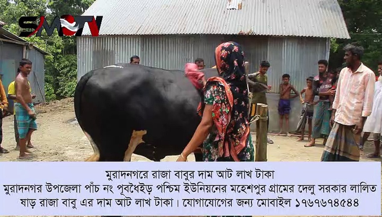 মুরাদনগরে রাজা বাবুর দাম আট লাখ টাকা