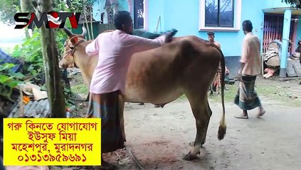 মুরাদনগরে তিনটি বলদ গরু বিক্রি করা হবে