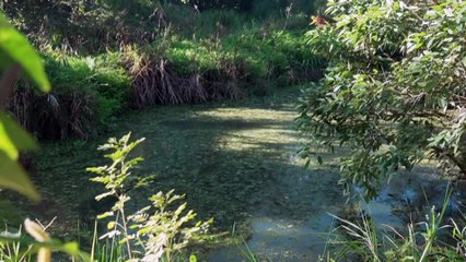 Survey detects platypus in unlikely location of urban Qld river catchment