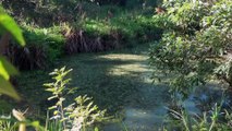 Survey detects platypus in unlikely location of urban Qld river catchment