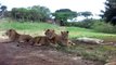 In Safari Park, Lion suddenly open the car door, amazing, watch and enjoy.
