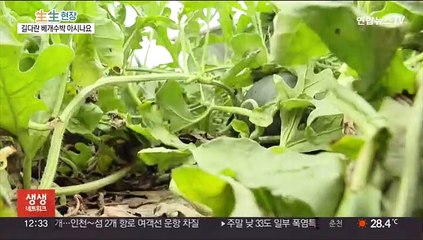 길쭉한 수박 보셨나요…고당도 함안 '베개수박' 인기