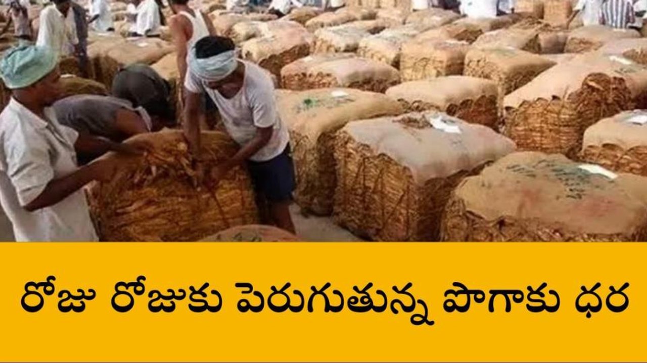 గోపాలపురం: ఆల్ టైం రికార్డ్... కిలో వర్జీనియా పొగాకు రూ.280