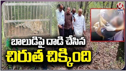 Leopard Caught By Forest Officers In Tirumala  _  AP _  V6 News