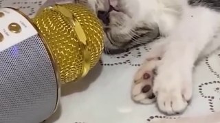 Funniest Cats and Dogs  - Funny Animal Videos