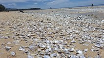 Korkutan görüntü: plajda binlerce ölü balık bulundu
