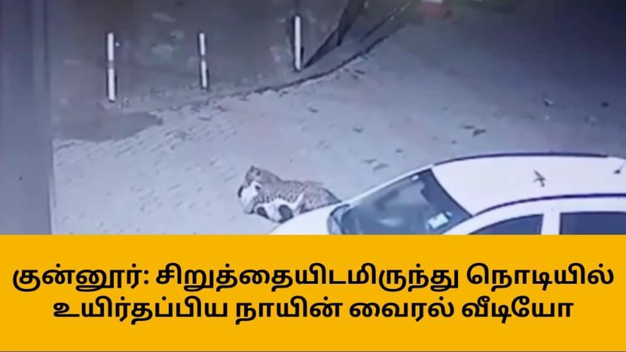 சிறுத்தையிடமிருந்து நொடியில் உயிர்தப்பிய நாயின் வீடியோ வைரல்
