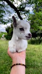 Cute baby goat loves mumy