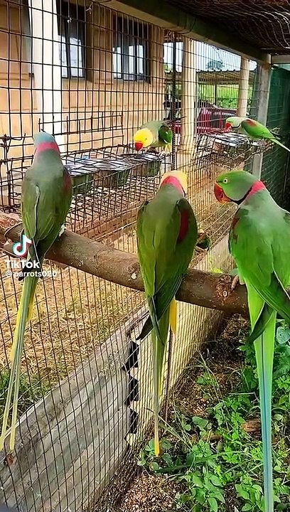 ALAXNDRINE PARROT
