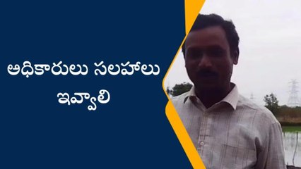 సిద్దిపేట: బాబోయ్ అడవి పందులు.. కాస్త చూడండి సారు..!