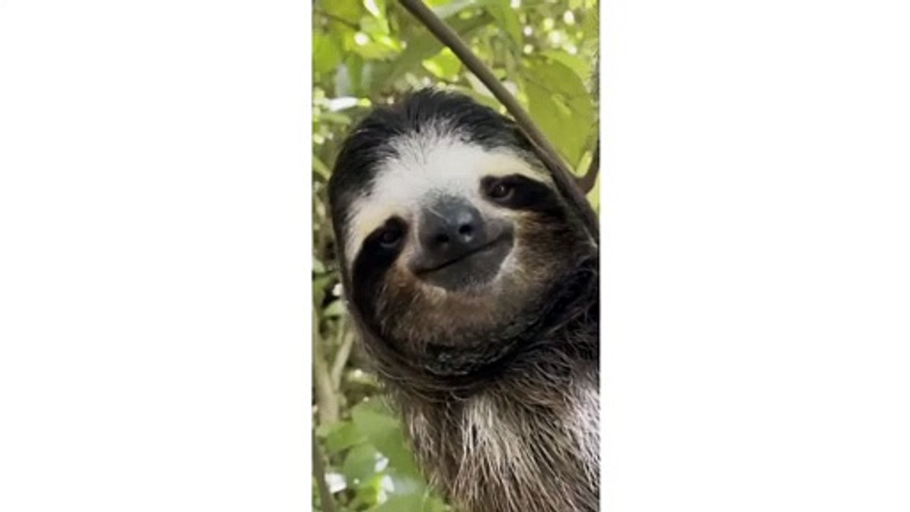 Sloth ❤️