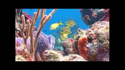 Guided Meditation for Blissful DEEP SLEEP (Scenic Beach Vacation)