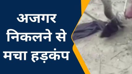 बलरामपुर: 6 फिट लंबा अजगर दिखने से ग्रामीणों में मचा हड़कंप