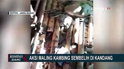 Maling Kambing Lakukan Aksi di Depok! Modus Kurban Langsung Disembelih di Kandang