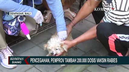 Download Video: Waspada Virus Rabies pada Hewan Peliharaan, Pemprov Bali Tambah 200.000 Dosis untuk Disuntikkan!