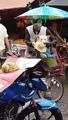 "Es mi fiel amigo": Abuelito conmueve al proteger a su perrito de la lluvia