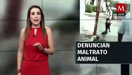 Estudiantes denuncian maltrato animal hacia un perro y sus crías en Oaxaca