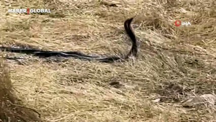 Diyarbakır'da kaydedildi... Yılanların dansına şahit olan çiftçi şaşkına döndü